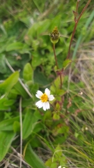 Bidens pilosa