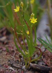 Bulbine semibarbata