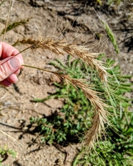 Elymus canadensis