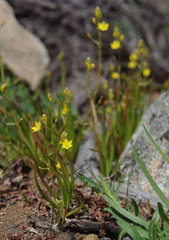 Bulbine semibarbata