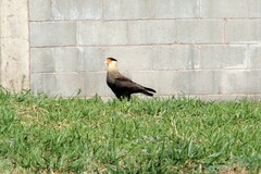 Caracara plancus