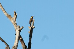 Colaptes campestris campestris