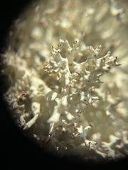 Cladonia uncialis