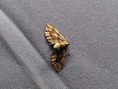 Pelurga comitata