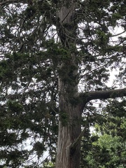 Chamaecyparis obtusa