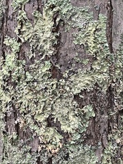 Flavopunctelia flaventior