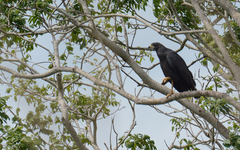 Buteogallus urubitinga