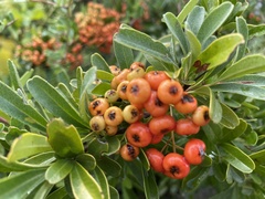 Pyracantha coccinea