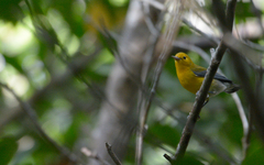 Protonotaria citrea