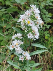 Symphyotrichum lanceolatum