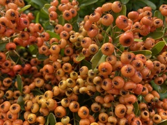 Pyracantha coccinea