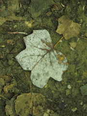 Erysiphe liriodendri