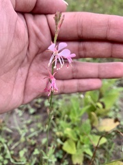 Oenothera suffrutescens