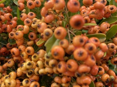 Pyracantha coccinea