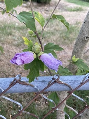 Hibiscus syriacus