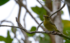 Vireo pallens