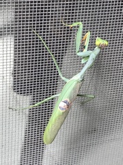 Stagmatoptera hyaloptera