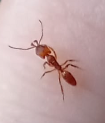 Anochetus