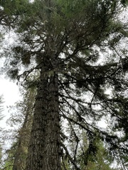 Abies procera