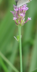 Polygala incarnata