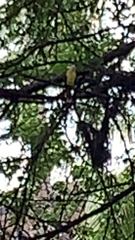 Megarynchus pitangua