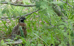 Colinus nigrogularis
