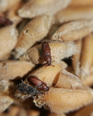 Tribolium castaneum