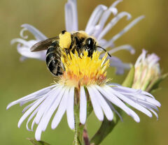 Andrena asteris