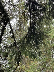 Abies procera