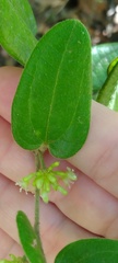 Smilax pumila