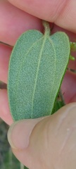 Smilax pumila