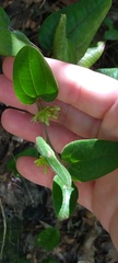 Smilax pumila