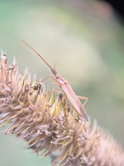Stenodema trispinosum