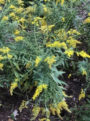 Solidago rugosa