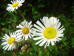 Erigeron coulteri