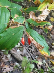 Prosartes lanuginosa
