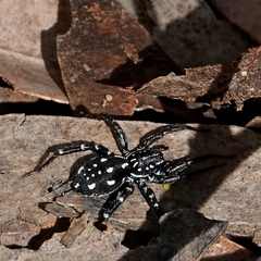 Nyssus albopunctatus