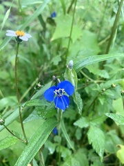 Commelina dianthifolia