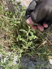 Ditaxis serrata