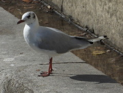 Chroicocephalus ridibundus