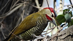 Colaptes rubiginosus