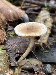 Inocybe curvipes
