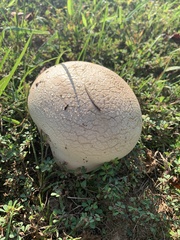 Lycoperdon utriforme