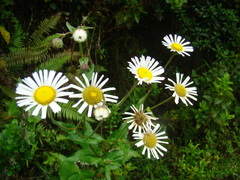 Erigeron coulteri