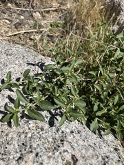 Ditaxis serrata