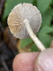 Inocybe curvipes