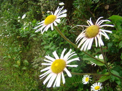 Erigeron coulteri