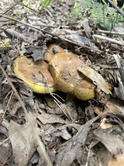 Aureoboletus innixus