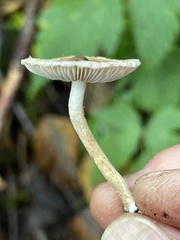 Inocybe curvipes
