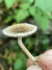 Inocybe curvipes